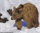 Um jovem urso marrom andando na neve