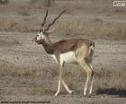 O blackbuck, também conhecido como antílope indiano, é um antílope encontrado na Índia, Nepal e Paquistão