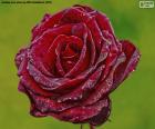 Uma das flores mais conhecidas são as rosas vermelhas