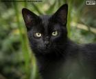 Rosto de gato preto