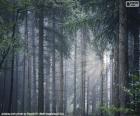 Uma floresta densa