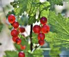 A uva coríntia é uma variedade de uvas vermelhas usadas para fazer passas. É nativo de Corinto, Grécia