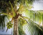 Coqueiro é uma árvore frutífera tropical semelhante a uma palmeira que produz os deliciosos cocos