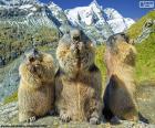 Três marmotas alpinas, estas passam a maior parte do dia procurando comida ou sentadas em sua posição característica