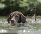 Um bom cão Labrador na água