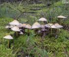 Grupo de cogumelos