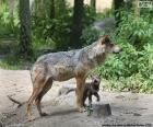 Um lobo adulto ao lado de seu bezerro no meio da floresta