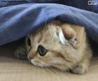 Gato escondido