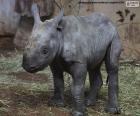 Criação de rinoceronte-negro