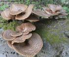 Cogumelos em um tronco