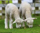 Duas ovelhas macias