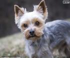 Yorkshire Terrier, um cão de raça pequena