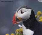 Cabeça de puffin atlântico