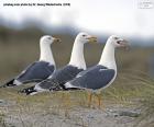 Três gaivotas