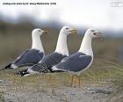 Bela foto de três gaivotas