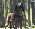 O Cão-farejador-de-hanôver é uma raça de cães de caça e presa