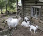 Família de cabras formada pela avó, a mãe e as duas cabras jovens