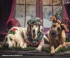 Três cachorros grandes e bonitos com motivos de Natal