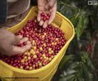 Cesta cheia de grãos de café recém-colhidos estes são coletados à mão, um por um