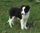 Cachorrinho Border Collie