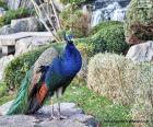 Pavão-de-peito-azul