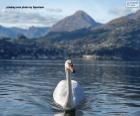 Um belo cisne branco nadando em um grande lago