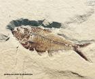 Puzle Fóssil de peixe
