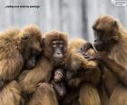 Família dos macacos