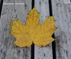 Folha amarelada no outono