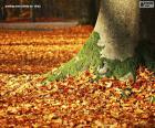 Folhas de outono no chão
