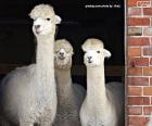 Três Alpacas