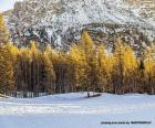 Puzle Floresta, Árvores e Inverno