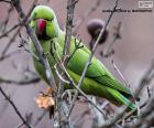 Um papagaio verde com poico vermelho observado do topo de uma árvore