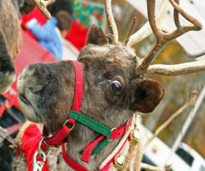 Puzle Rena de Natal com uma coleira com cascavels