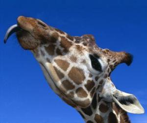 Puzle Retrato de la  cabeça de uma girafa linda