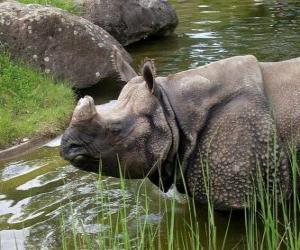 Puzle Rinoceronte