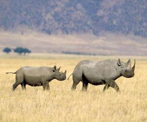 Puzle Rinocerontes pretos na savana