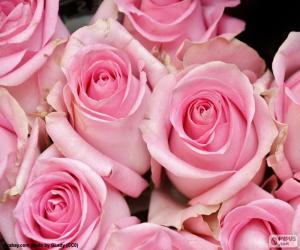 Puzle Rosas cor de rosa