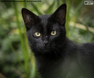 Puzle Rosto de gato preto