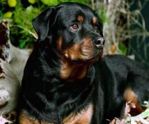 Puzle Rottweiler cão de guarda