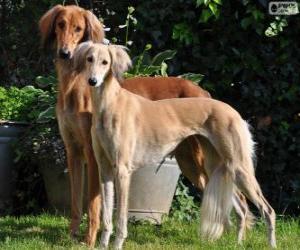 Puzle Saluki