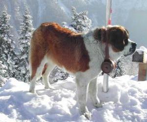 Puzle São-bernardo, um cão de salvamento com um barril de aguardente em torno de seu pescoço