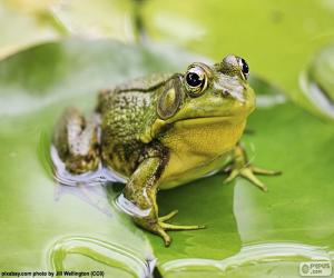 Puzle Sapo verde