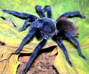 Puzle Sazima Tarantula