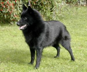 Puzle Schipperke