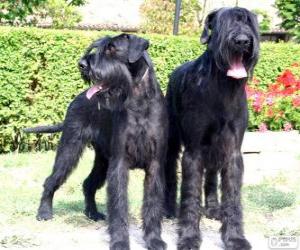 Puzle Schnauzer gigante