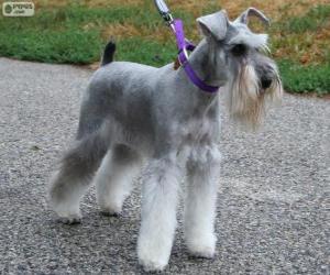 Puzle Schnauzer miniatura