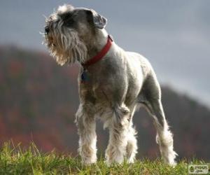 Puzle Schnauzer standard