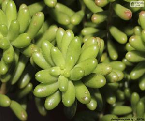 Puzle Sedum rubrotinctum