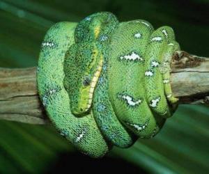 Puzle Serpente enrolada em um ramo